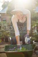 Female gardener arranging plants in wheelbarrow