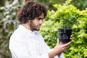 Male scientist examining potted plant