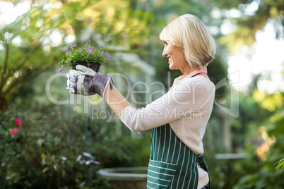 Mature female gardener holding flowering plant