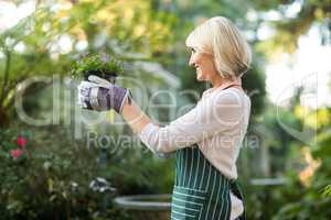 Mature female gardener holding flowering plant