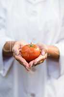 Scientist holding tomato at greenhouse