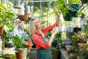 Woman inspecting potted plants at greenhouse