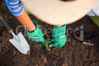 High angle view of gardener planting seedling in dirt at garden