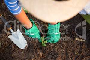 High angle view of gardener planting seedling in dirt at garden