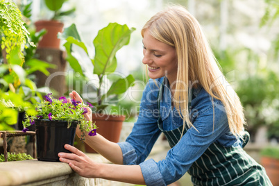 Woman keeping potted flowering plant on retaining wall