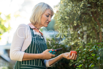 Female gardener holding pruning shears and tomato