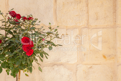 Red roses and wall