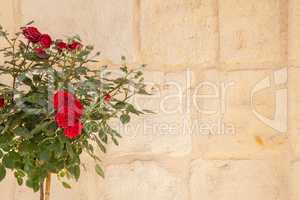 Red roses and wall