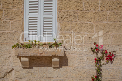 Window and flowers