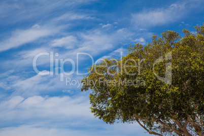Tree on a blue sky