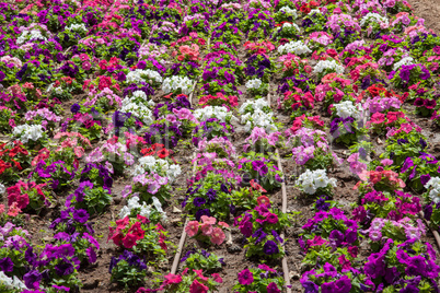 coloured flowerbed