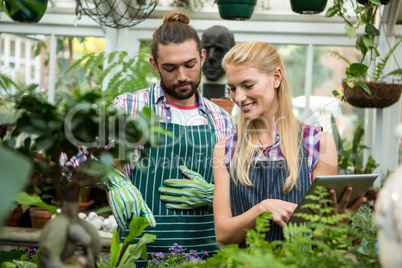 Happy colleagues with digital tablet at greenhouse