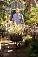 Portrait of gardener pushing wheelbarrow in garden