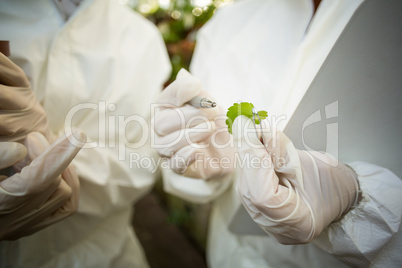 Scientists examining plant leaf