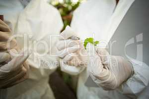 Scientists examining plant leaf