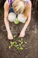 High angle view of gardener planting at garden