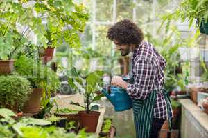 Male gardener watering plants at greenhouse