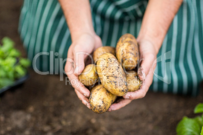 Gardener harvesting potatoes at greenhouse