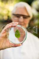 Mature female scientist examining leaf