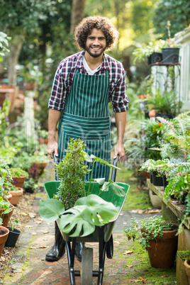 Male gardener carrying plants in wheelbarrow