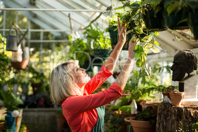 Female gardener inspecting potted plants in greenhouse