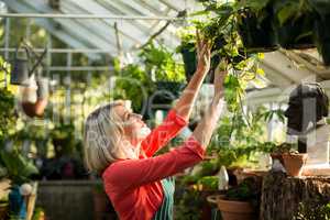 Female gardener inspecting potted plants in greenhouse