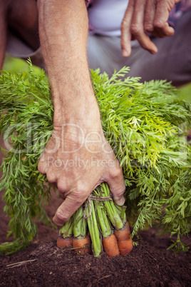 Close-up of gardener holding carrots bunch at garden