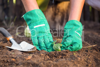 Close-up of gardener planting seedling in dirt at garden