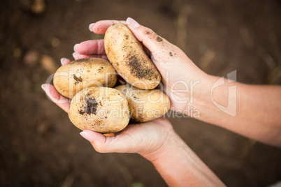 Cropped image of gardener holding potatoes at garden