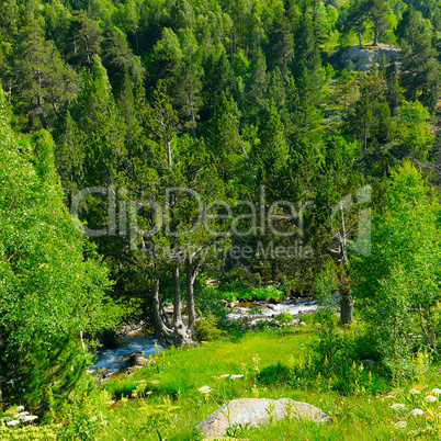 mountain landscape with trees, grasses and creek