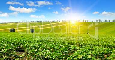 field sunflower sprouts and sunrise