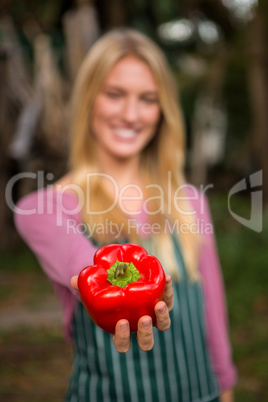 Close-up of garderner offering red bell pepper at garden