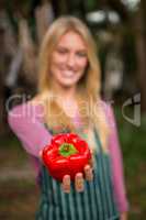 Close-up of garderner offering red bell pepper at garden