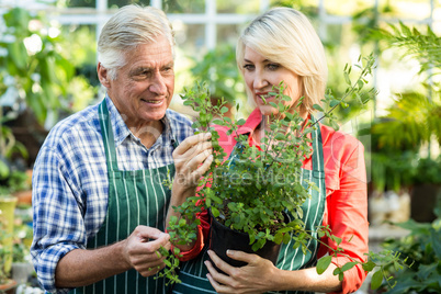 Couple holding potted plant at greenhouse