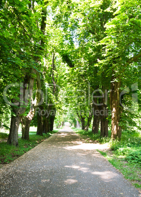 Alleenstrasse im Park