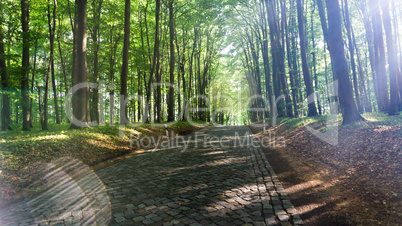 Strasse im lichtdurchfluteten Wald