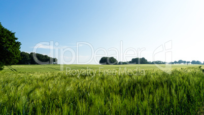 grünes Gerstenfeld auf Rügen