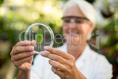 Female scientist examining leaf on petri dish
