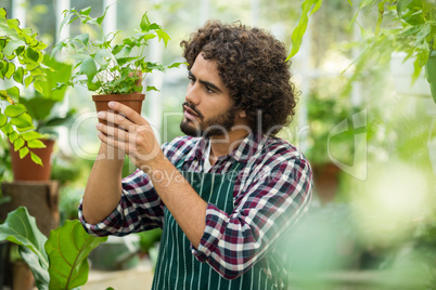 Young male gardener examining potted plant