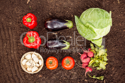 Overhead view of vegetables on dirt at community garden