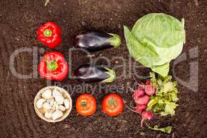 Overhead view of vegetables on dirt at community garden
