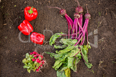 Overhead view of vegetables on dirt at botanical garden