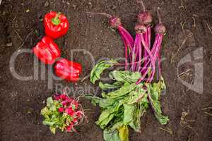 Overhead view of vegetables on dirt at botanical garden