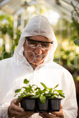 Male scientist in clean suit examining saplings
