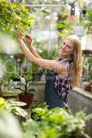 Young female gardener examining plants