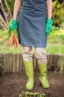 Low section of gardener with carrots at garden