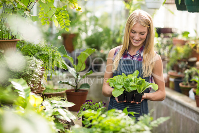 Female gardener holding saplings at greenhouse