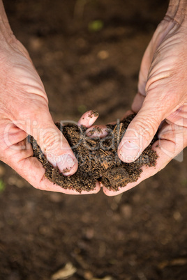 Cropped image of mature gardener holding dirt at garden