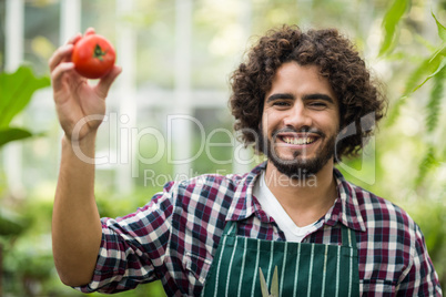 Male gardener showing fresh tomato