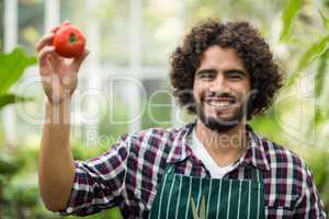 Male gardener showing fresh tomato